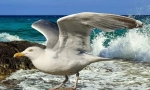 Racek