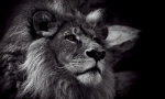 Black lion