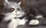 Cat cabs: typy a účel