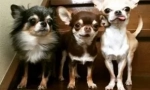Chihuahua: historie názvu plemene
