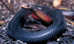 Černý snake