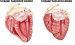 Co je hypertrofická kardiomyopatie u koček a co je nebezpečné