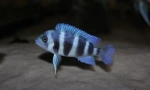 Digion frontose (cyphotilapia frontosa)