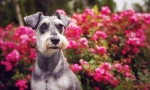 Miniaturní schnauzer (fotografie): nádherný přítel, spolehlivý a věrný statečný