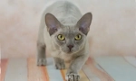 Devonshire rex