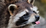 Divoké a domácí raccasions (8 fotek)