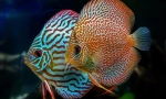 Discus