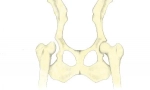 Zobrazení kyčelních kloubů u psů: diagnostika, léčba a prognózy