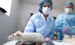 Co je potřeba kastrace a sterilizace krys, náklady, jak je operace