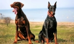 Doberman pinscher (foto): Vše o vlastnostech nezištněného majitele plemene