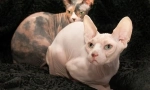 Don sphinx (fotografie): laskavá a hravá kočka bez oblečení