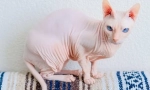 Don sphinx - cat plemeno