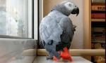 Pernate a pop star duet: video kde parrot zpívá song ani lorak