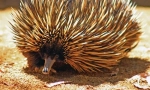 Echidna australan