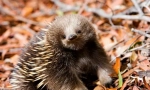 Echidna