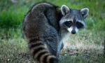 Raccoon stroskun (foto): zvědavé zvíře fidget