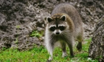 Raccoon polsky
