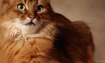 Eukanuba: dobytek pro nejkvalitnější kočky