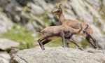Fauna high-točivý moment