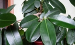 Ficus rubbing (elastický)