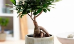 Ficus microcharp