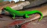 Gecko (foto): Ještěrka s fantastickými schopnostmi