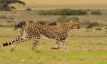 Cheetah: zajímavá fakta o rychlém predátoru