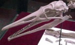 Gertyornis