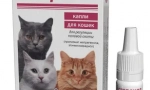 Gestrenol pro kočky: případy jmenování a doporučení pro použití