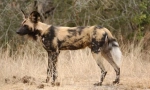Hyenální pes