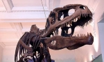 Giganotosaurus