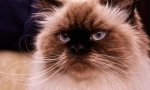 Himalayan cat: plemeno, nikdy žít v horách