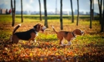 Hound dog: výběr plemene