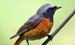 Redstart. \ t