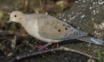 Gorlin sokorro