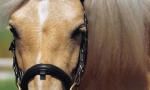Gotland pony
