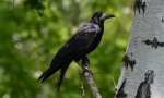 Havran