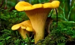 Houby chanterelles od parazitů