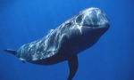 Tupý