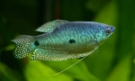 Gurara