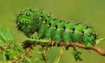 Caterpillars v přírodě a domov