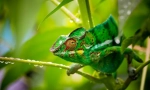 Chameleon (fotografie): skutečný spiklenecká