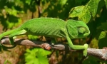 Chameleon obyčejný