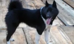 Husky a jako - hledáme rozdíly