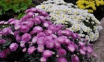Chryzantémum sadovaya