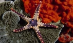 Icharkin a mollusks