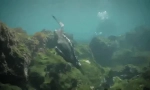 Iguana