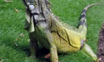 Iguana