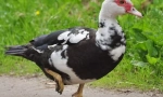 Indoant