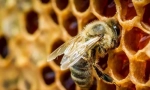 Zajímavé o včelách